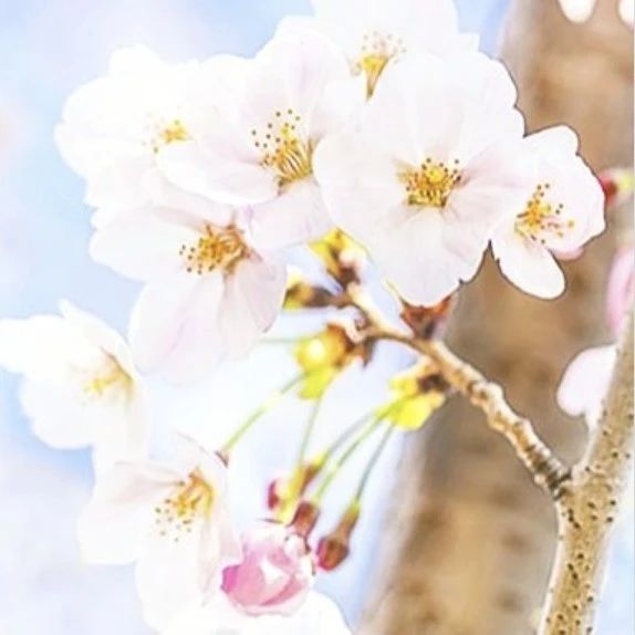四月 · 芳菲正盛